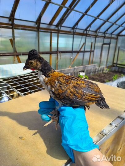 Бентамки карликовые куры