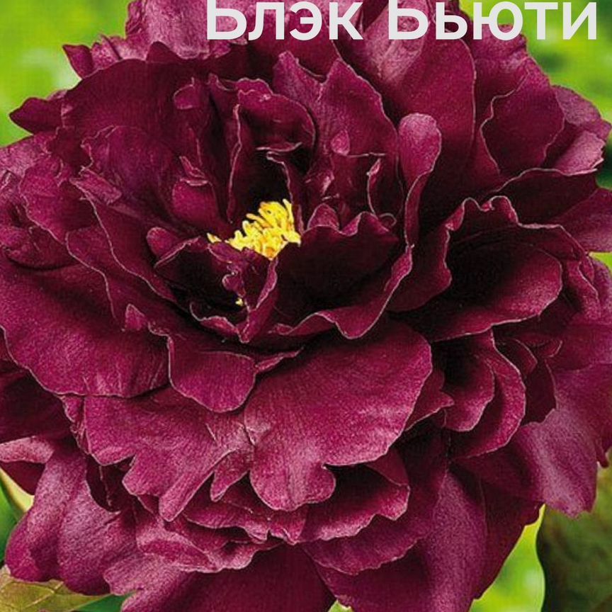 brother - Купить растения 🌱 в Москве: цветы, саженцы