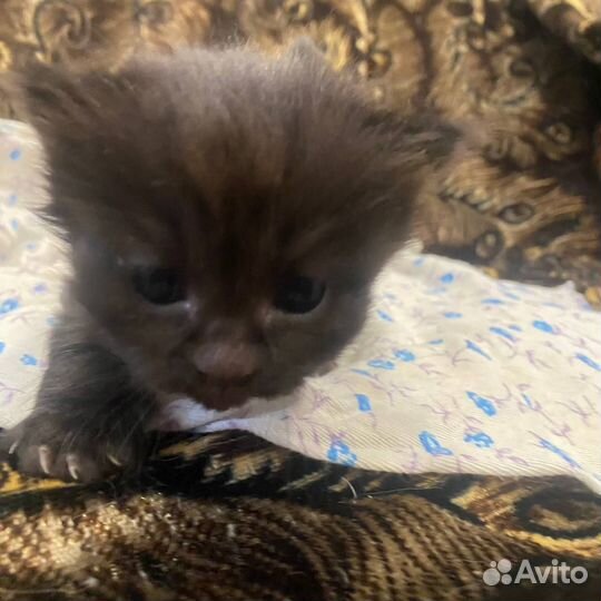 Котята отдам в добрые руки бесплатно