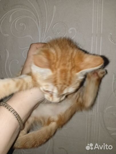 Кошка в дар бесплатно