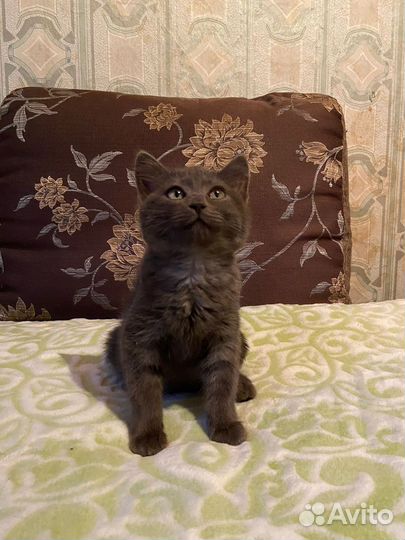 Шотландская