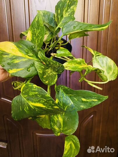 Эпипремнум пиннатум Н-Джой голд