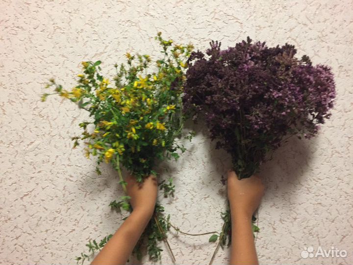 Душица и зверобой