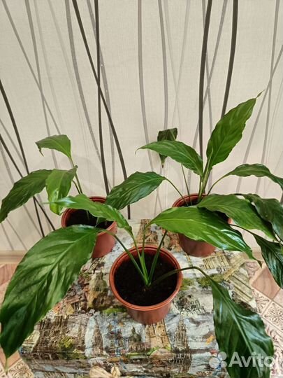 Спатифиллум