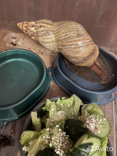 Улитки ахатины