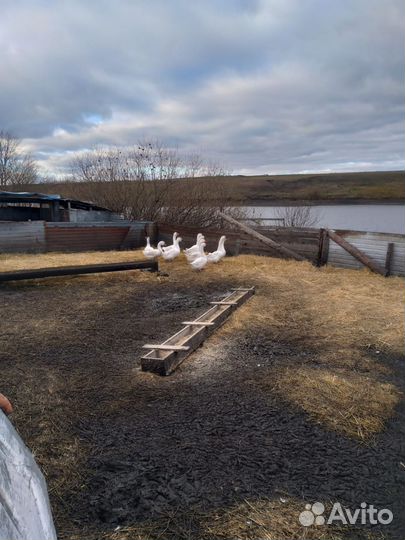 Гуси живым весом