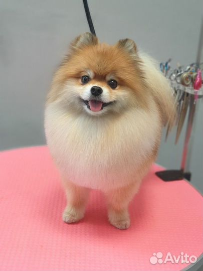 Стрижка собак Йорки, шпицы, пудели, все породы