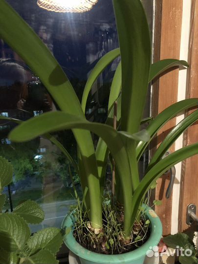 Комнатные растения в горшках