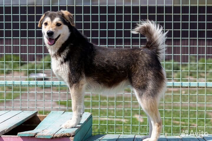 Собака в дом