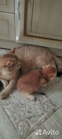 Молодой котик