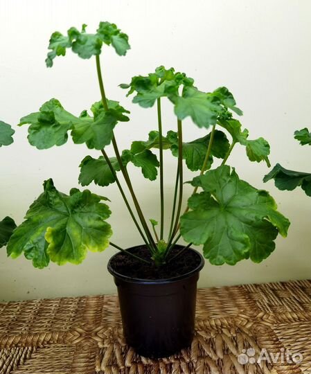 Пеларгония