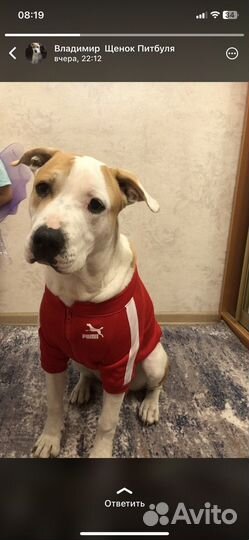 Щенки питбуля бронь