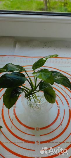 Анубиас. Растение для аквариума