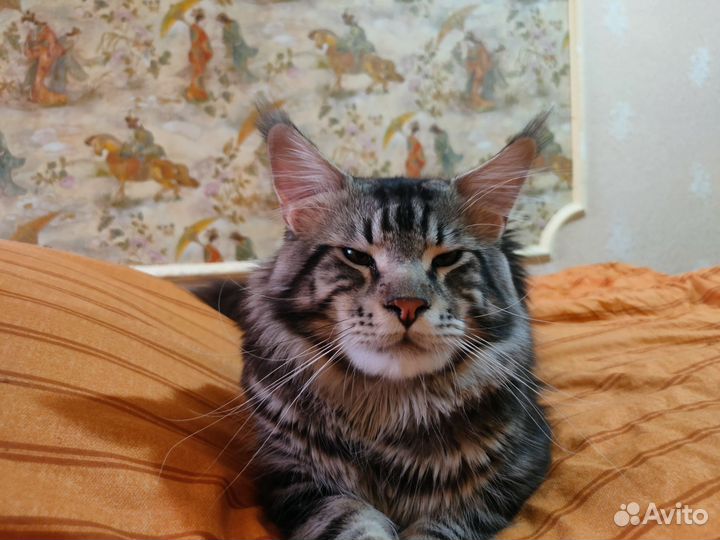 Мейн-кун вязка