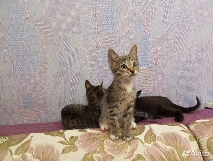 Отдам в добрые руки