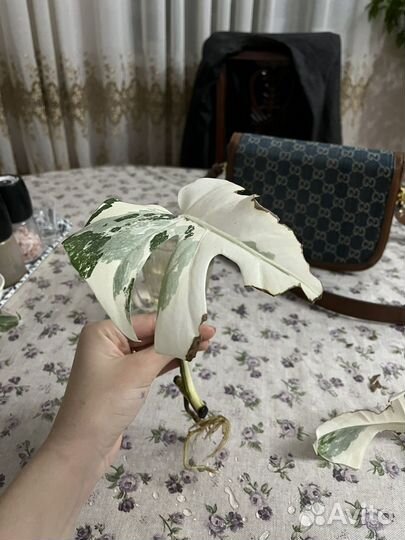 Монстера альба