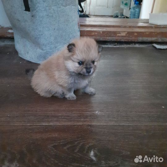 Шпиц малый немецкий