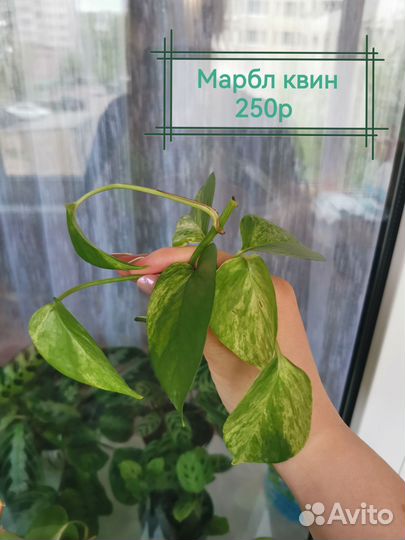 Сциндапсус, эпипремнум, филодендрон