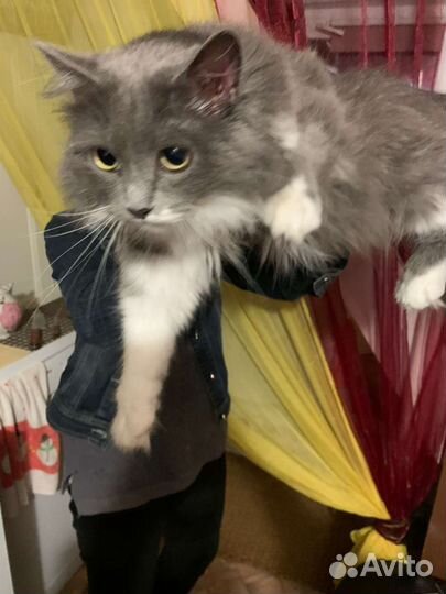 Кошечка в добрые ручки