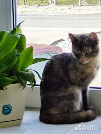 Котенок 5 месяцев