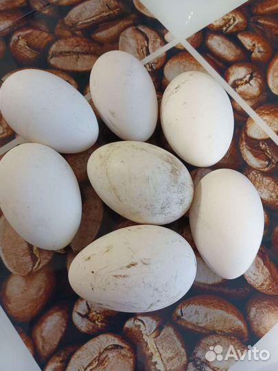 Домашние гусиные,куринные яйца