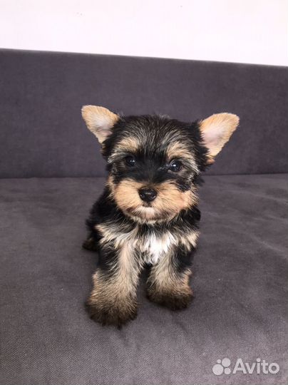 Йоркширский терьер