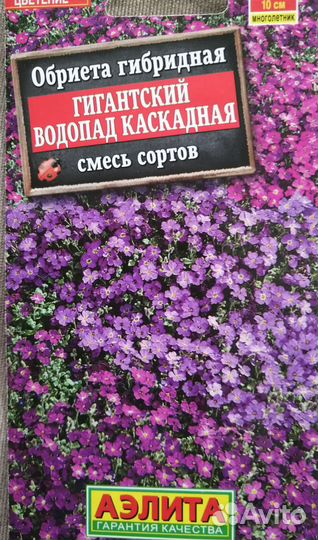 Обриета рассада