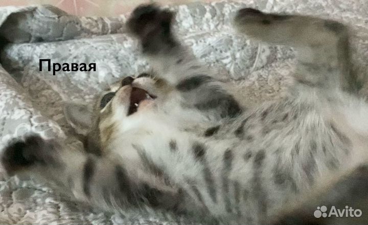 Котята табби