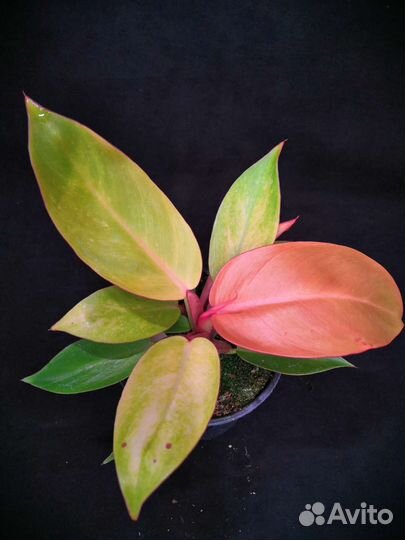 Филодендрон принц оранж 12/20-25