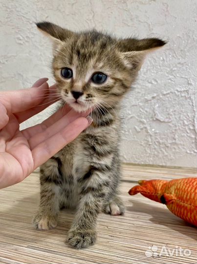 Котенок в добрые руки