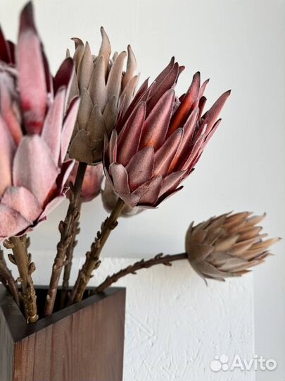 Прoтея иcкуccтвeннaя ботаническaя копия