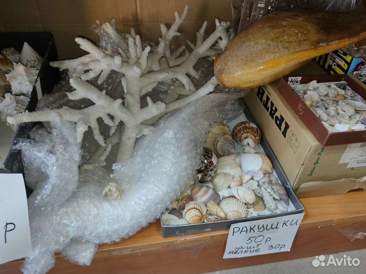 Морские ракушки и раковины