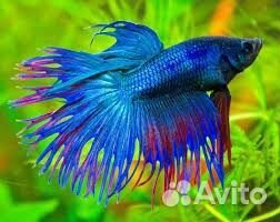 Рыба петушок самец