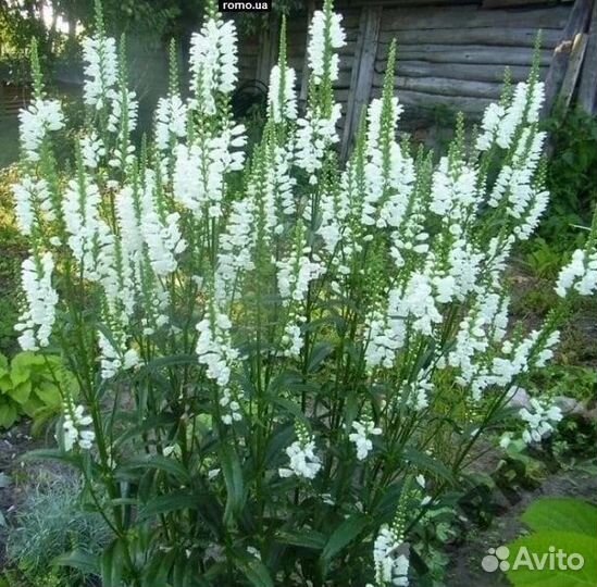 Цветы многолетники