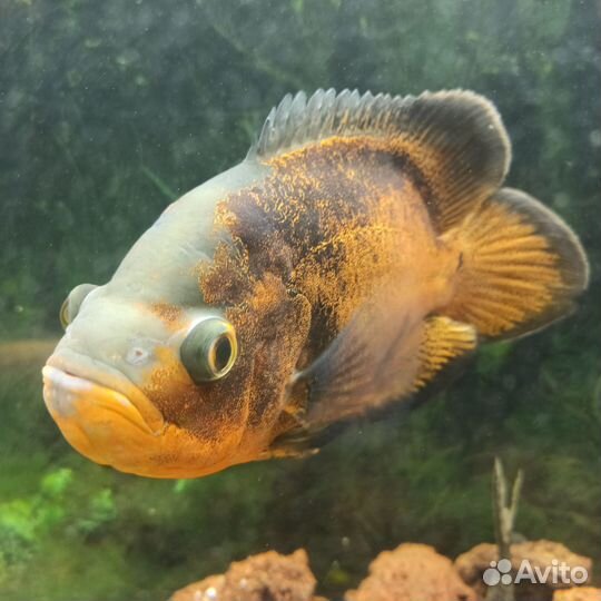 Астронотус