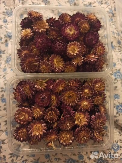 Сухоцветы Гелихризум