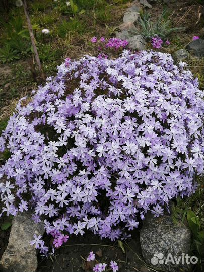 Шиловидные флоксы и камнеломки