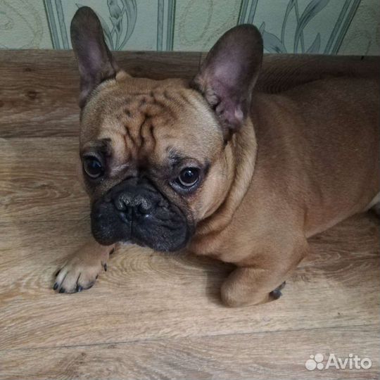 Французский бульдог