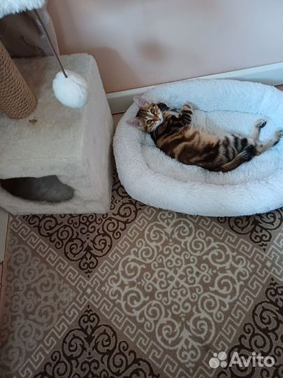 Котенок