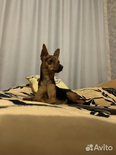 Вязка той-терьер