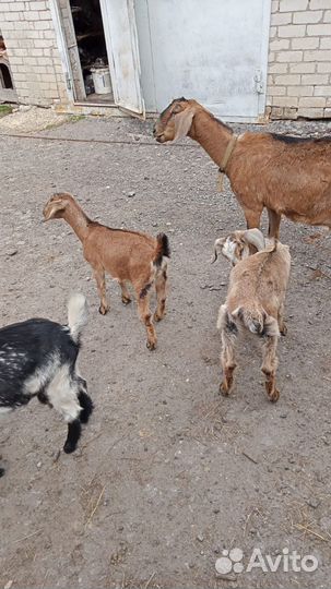 Продаю коз