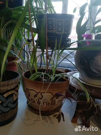 Цветок в керамическом горшке слон