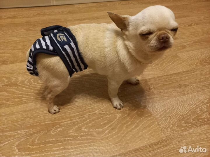 Трусы от течки размер s