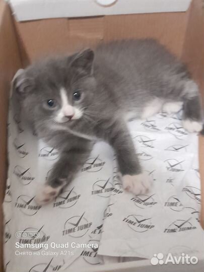 Отдам котят