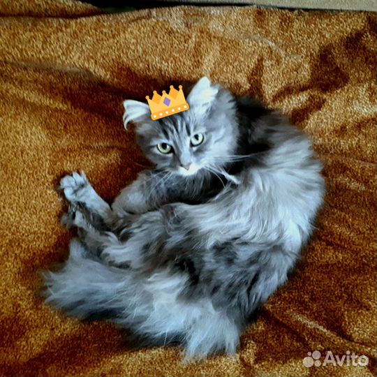 Кошка в добрые руки