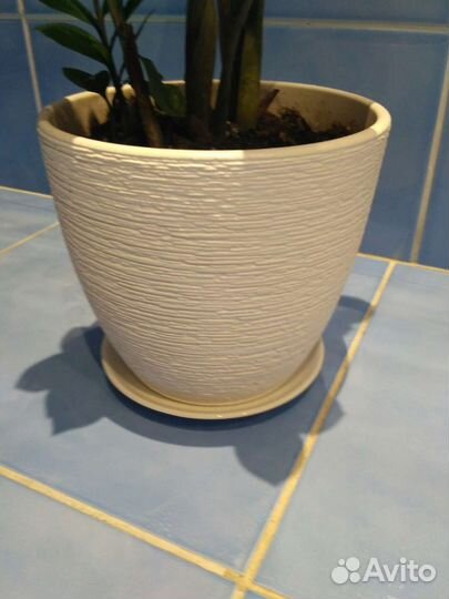 Замиокулькас