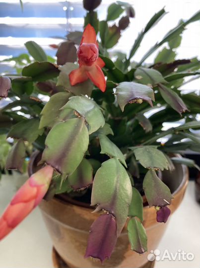 Декабрист, фикус бенждамина