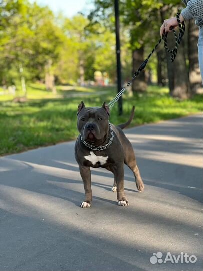 Американский булли вязка