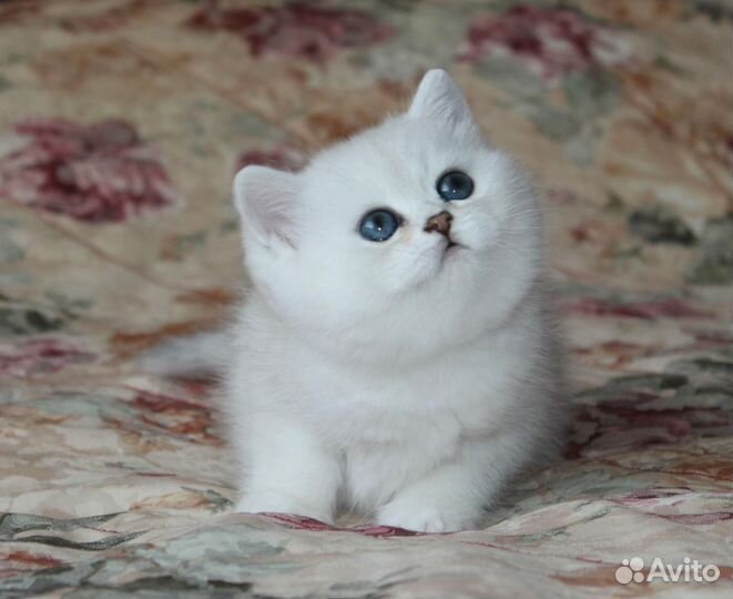 Британские котята