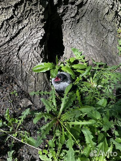 Ворон,птенец бесплатно